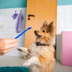 dog with toothbrush