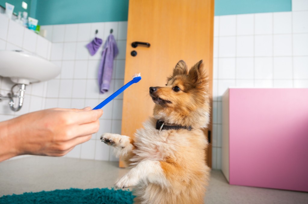 dog with toothbrush