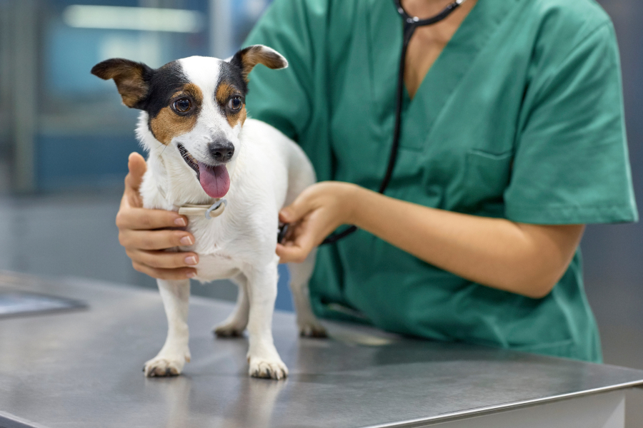 small dog at the vet