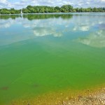 blue green algae lake