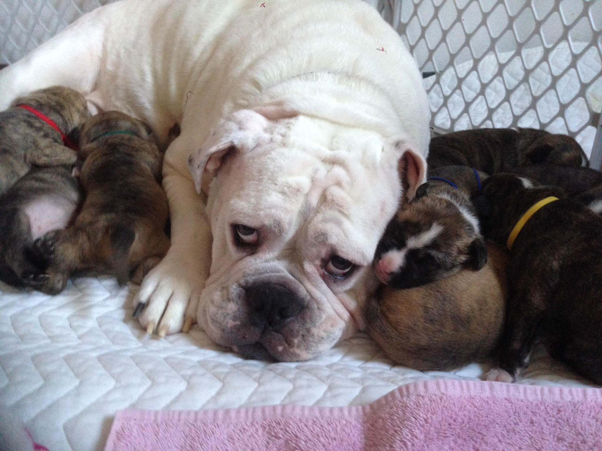 Bulldog with puppies