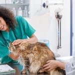 A cat at the vet