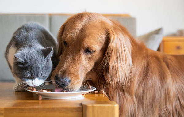 Dog and cat eating together.