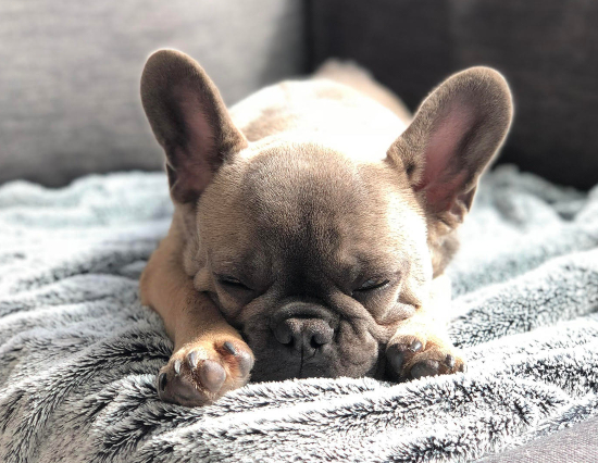 Karl the Frenchie sleeping