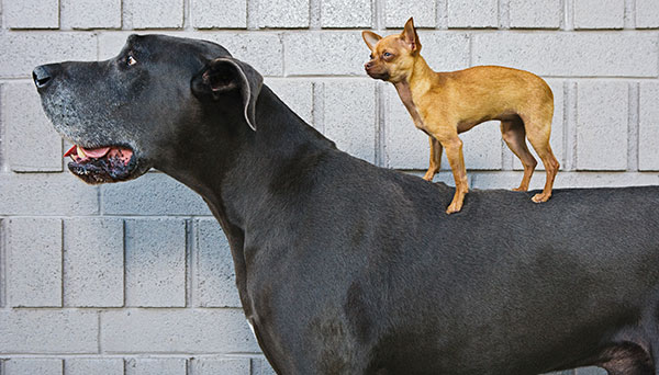 Great Dane and chihuahua