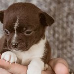 Chihuahua puppy