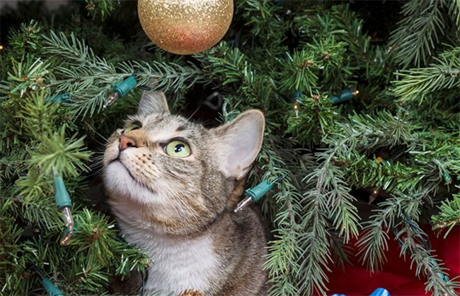 Cat in Christmas tree