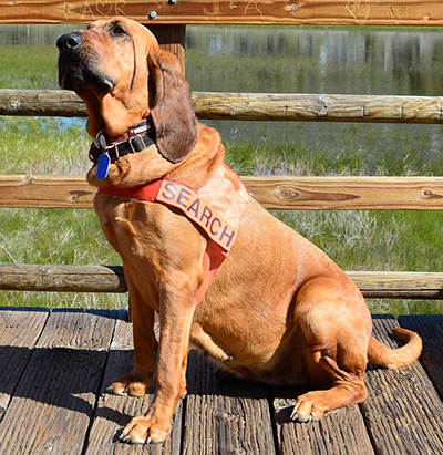 Faith the bloodhound