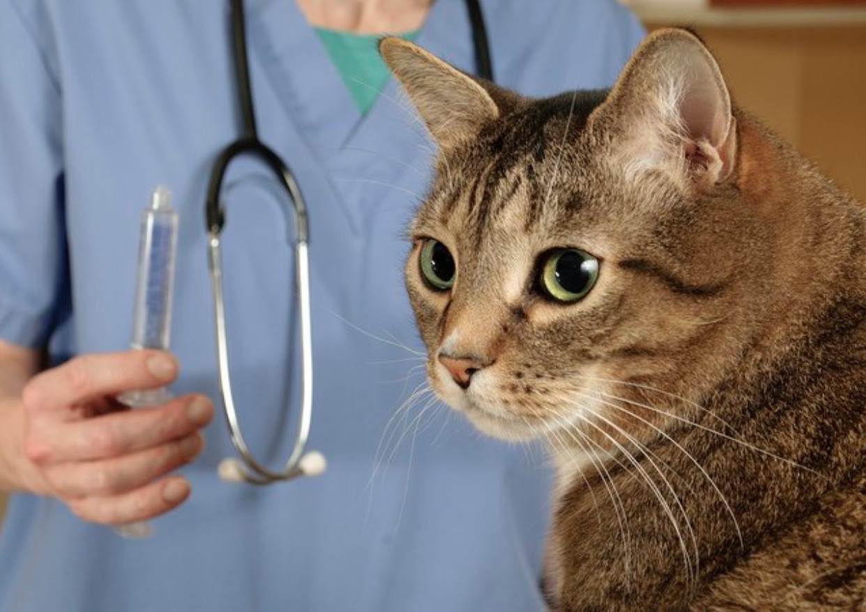 Cat at vet.