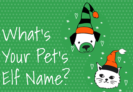 What's your pet's elf name