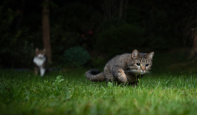 Cats outside at night