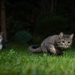 Cats outside at night