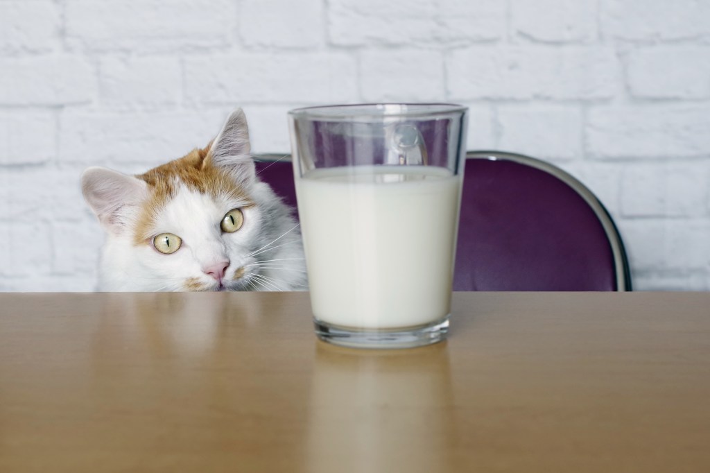 cat looking at glass of milk