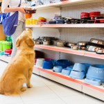 dog at the pet store