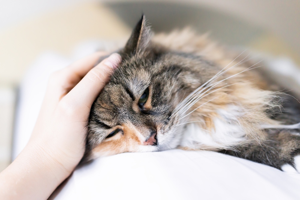 sick cat with human hand petting it