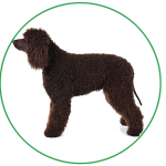 Irish Water Spaniel