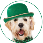 Irish dog 