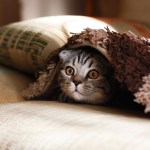 cat hiding under blanket