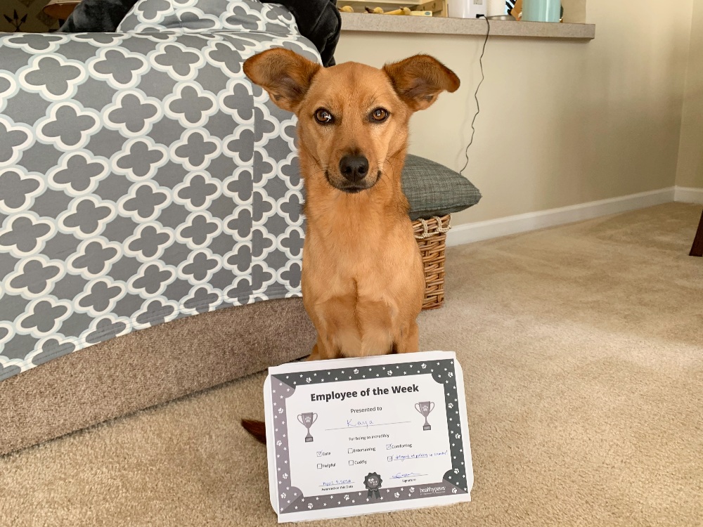 dog with pet of the week award