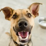 Dog in a shelter with empty bowl