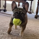 Ragnar the French Bulldog