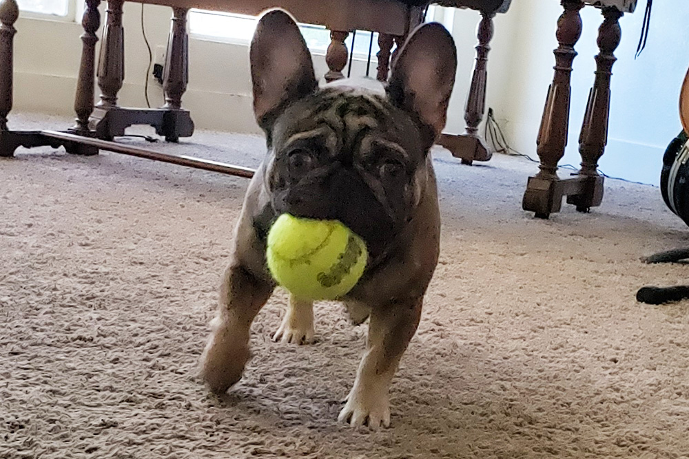 Ragnar the French Bulldog