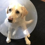 Blossom the lab with a cone