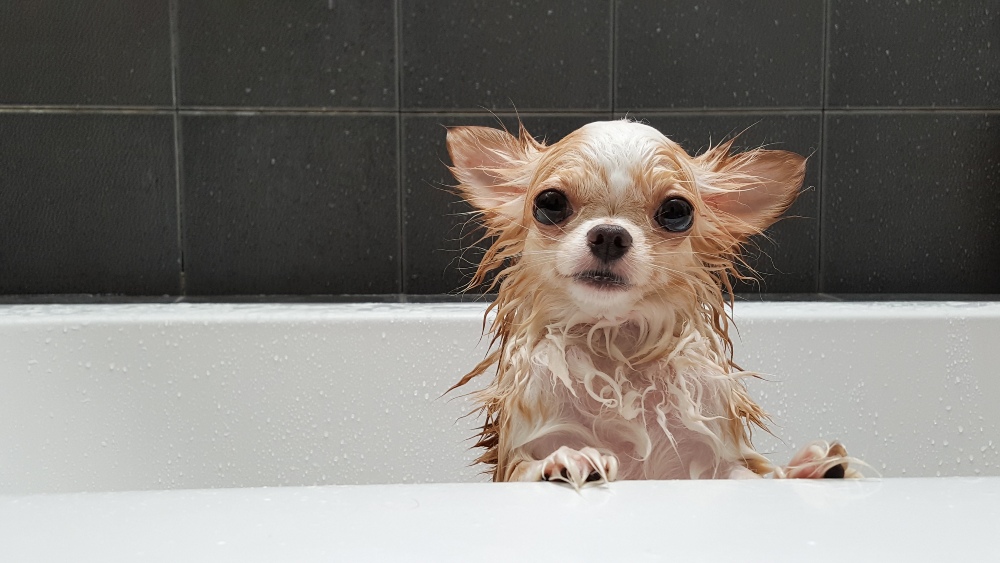 dog in the bath