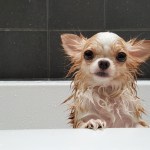 dog in the bath