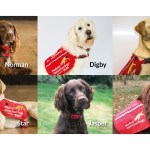 Six dogs being trained to detect Coronavirus