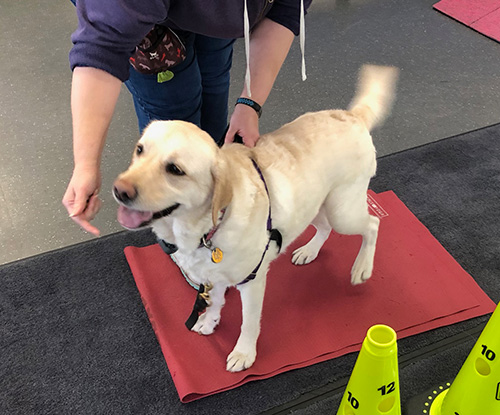 Labrador doing physical therapy