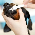 Dog having his teeth brushed