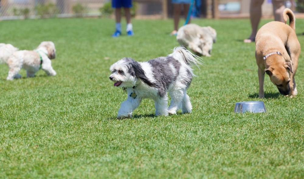 dogs at a park