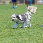 dogs at a park