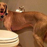 Dog in the bathroom