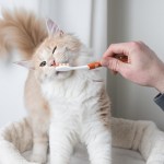 cat brushing teeth