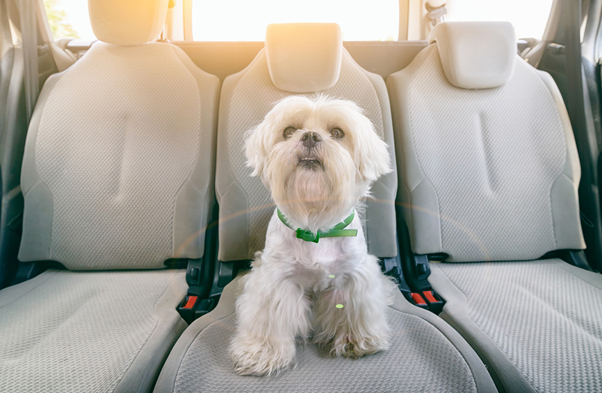 Little dog in car.