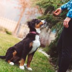 woman training a dog to sit