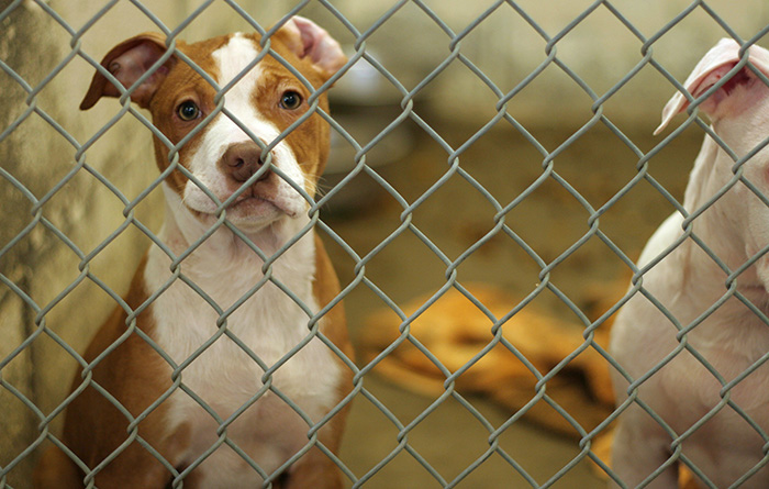 Dog in a cage