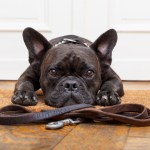 french bulldog with leash