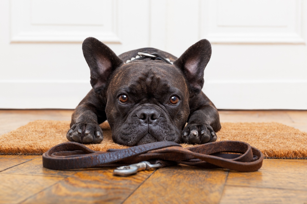 french bulldog with leash