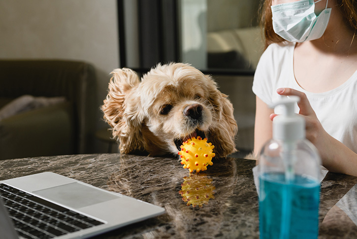 hand sanitizer and a dog