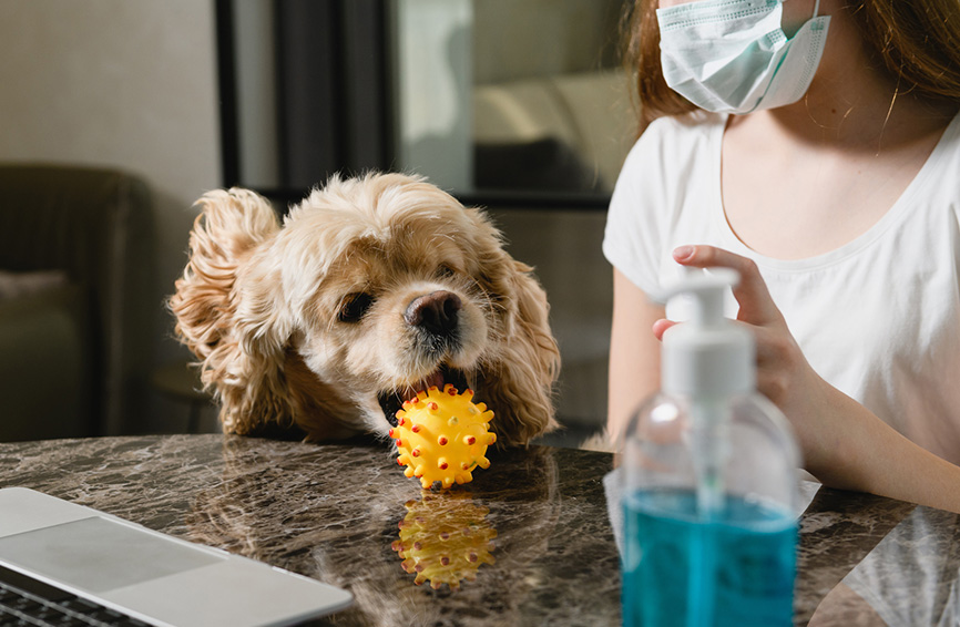 Dog next to hand sanitizer