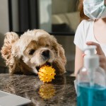 Dog next to hand sanitizer