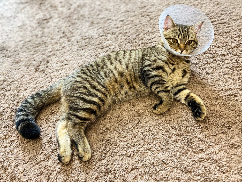 kitten with cone collar