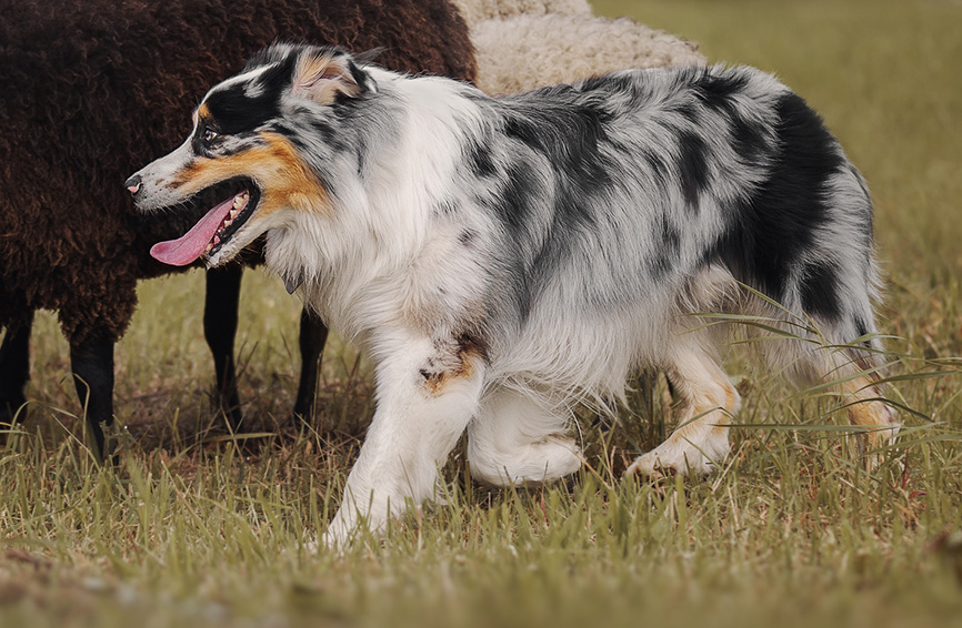 Australian Shepherd