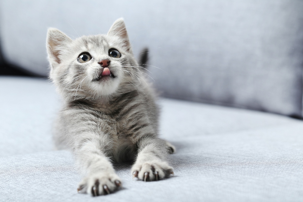 gray kitten on couch