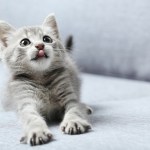 gray kitten on couch