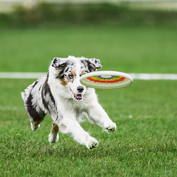 Australian Shepherd