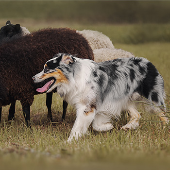 Australian Shepherd